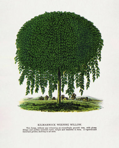 Weeping Willow Tree