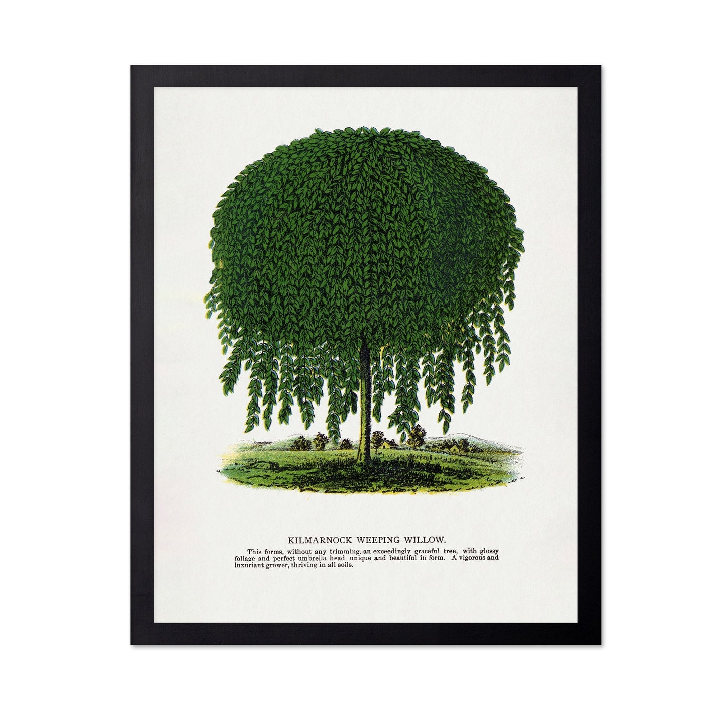 Weeping Willow Tree