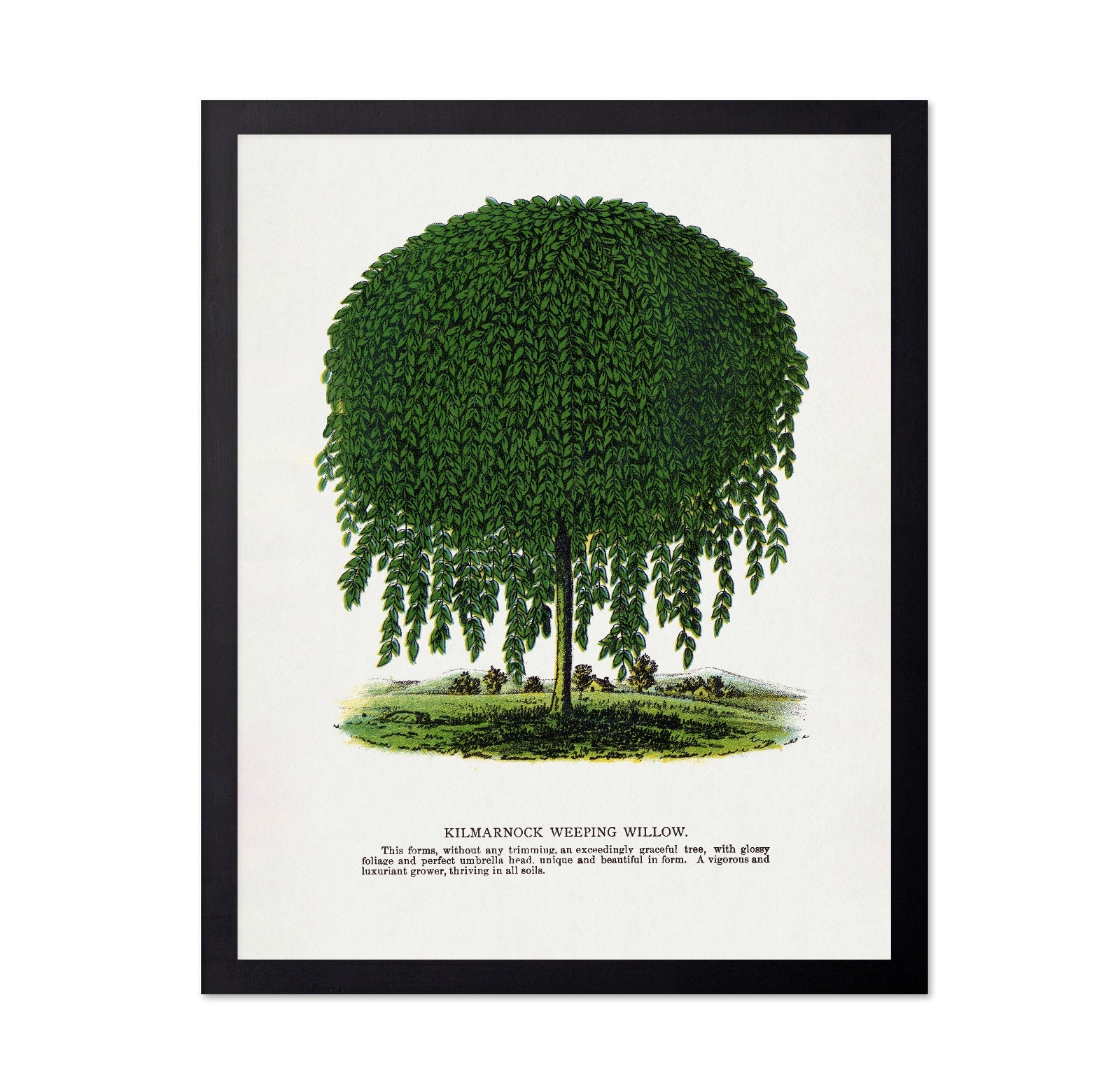 Weeping Willow Tree