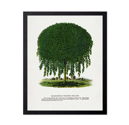 Weeping Willow Tree