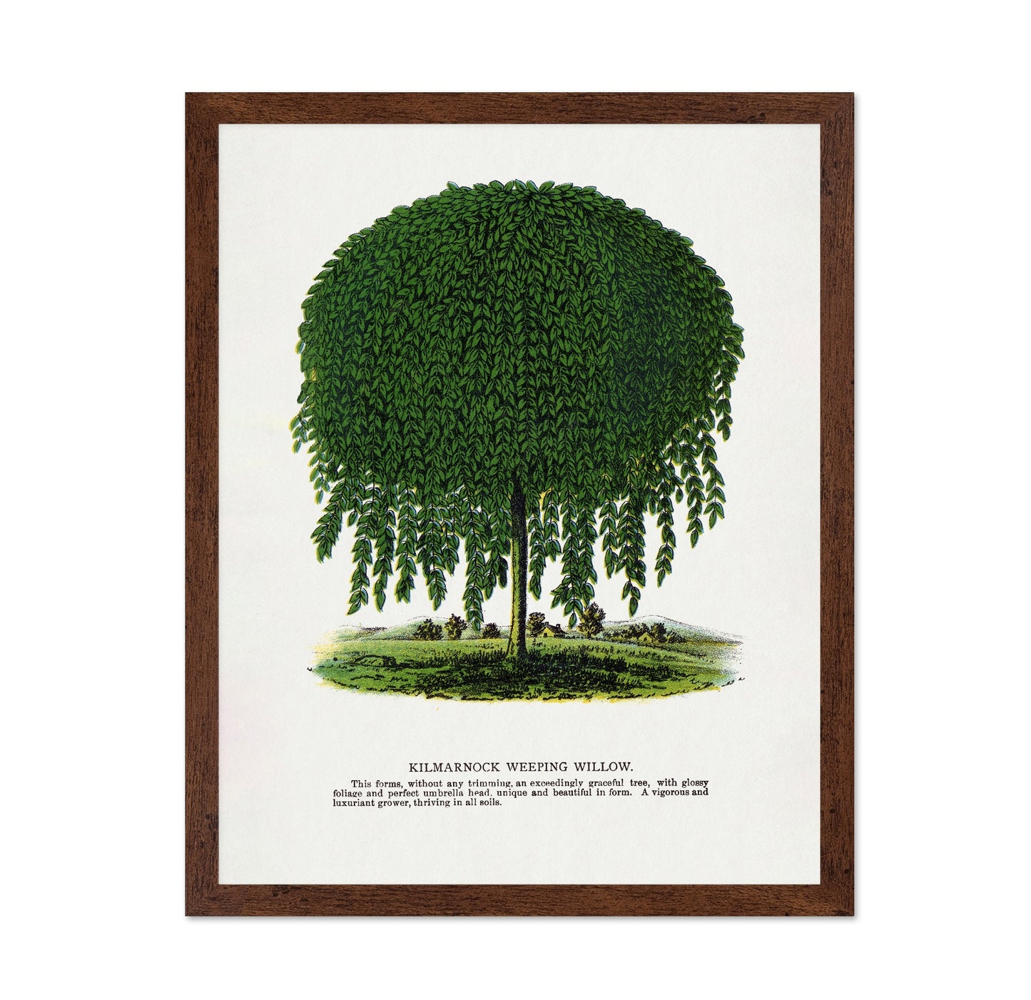 Weeping Willow Tree
