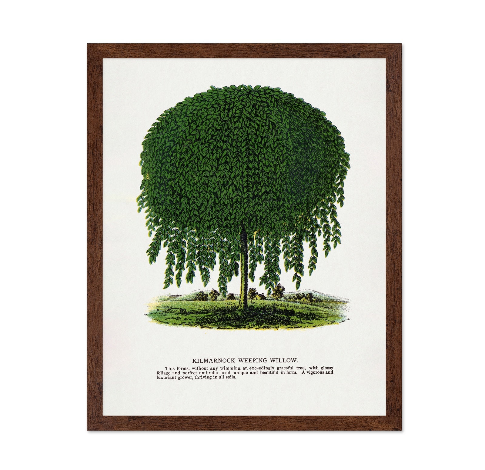 Weeping Willow Tree