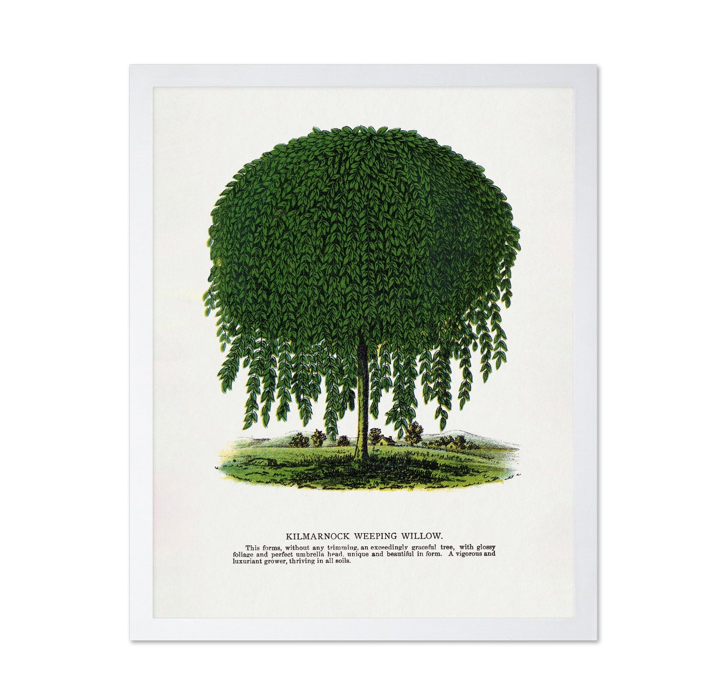 Weeping Willow Tree