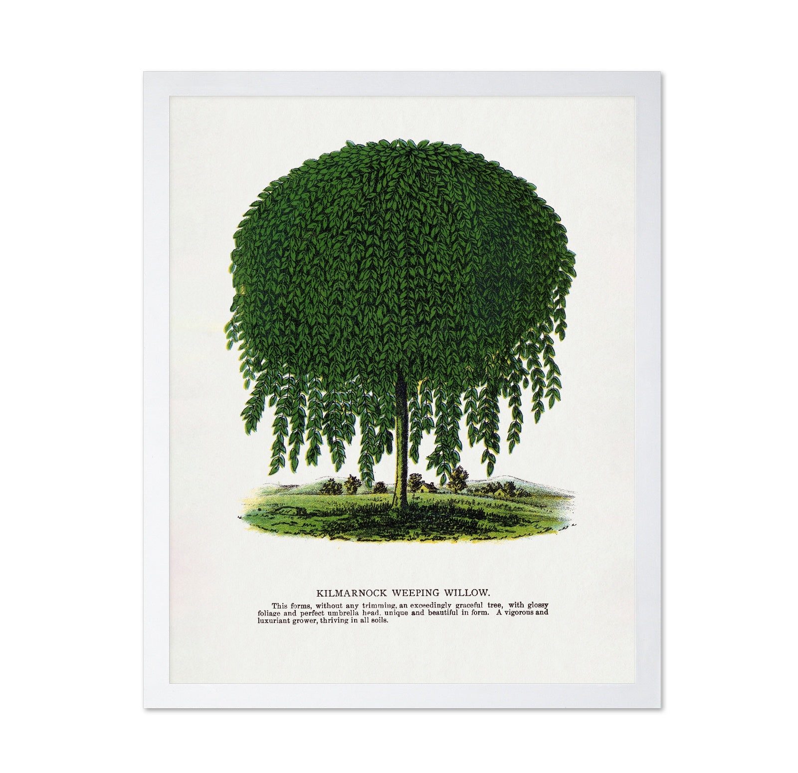 Weeping Willow Tree