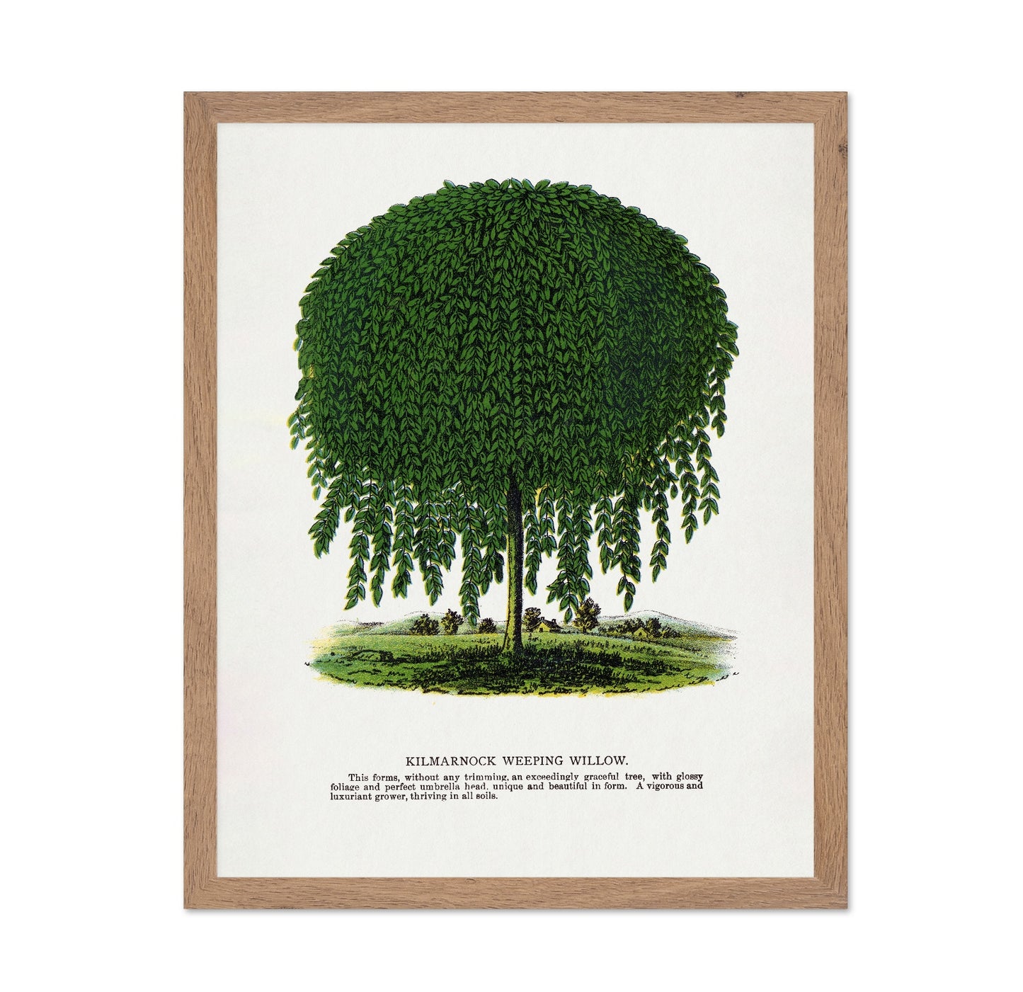 Weeping Willow Tree