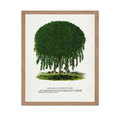 Weeping Willow Tree