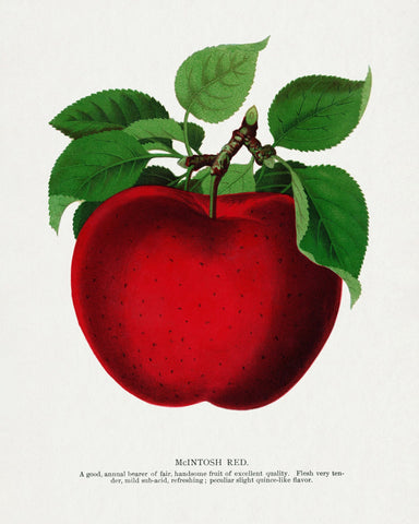 Vintage Red Apple Classic