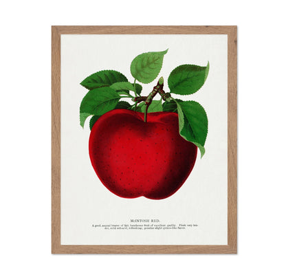 Vintage Red Apple Classic