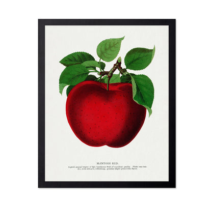 Vintage Red Apple Classic