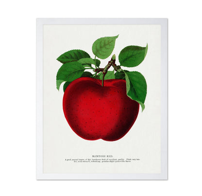 Vintage Red Apple Classic