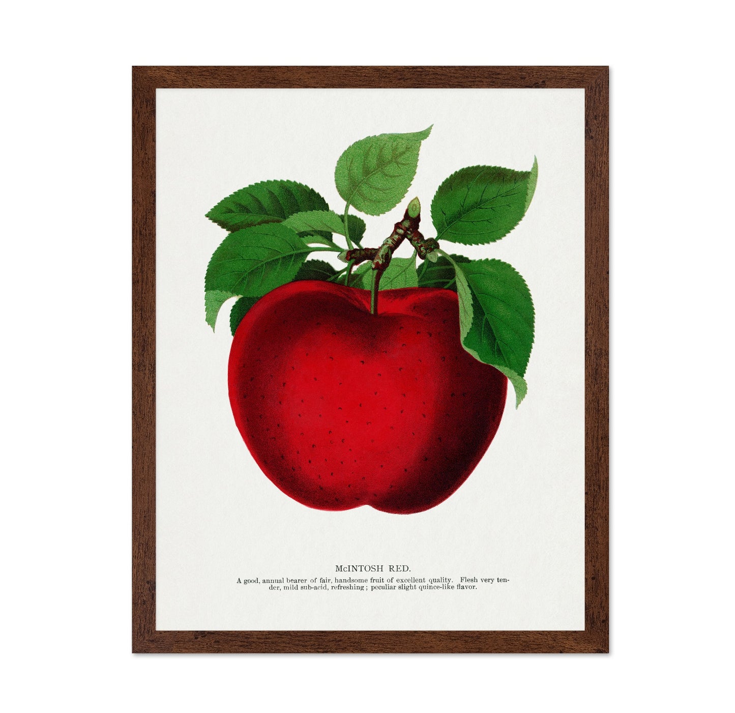 Vintage Red Apple Classic