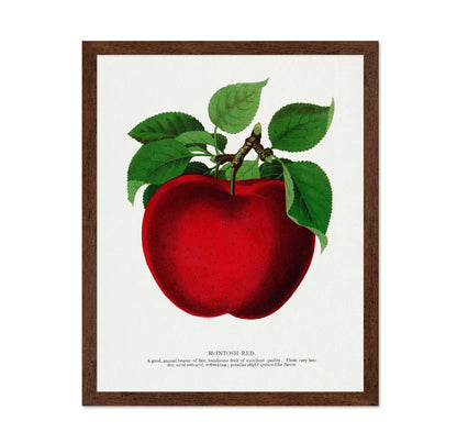 Vintage Red Apple Classic