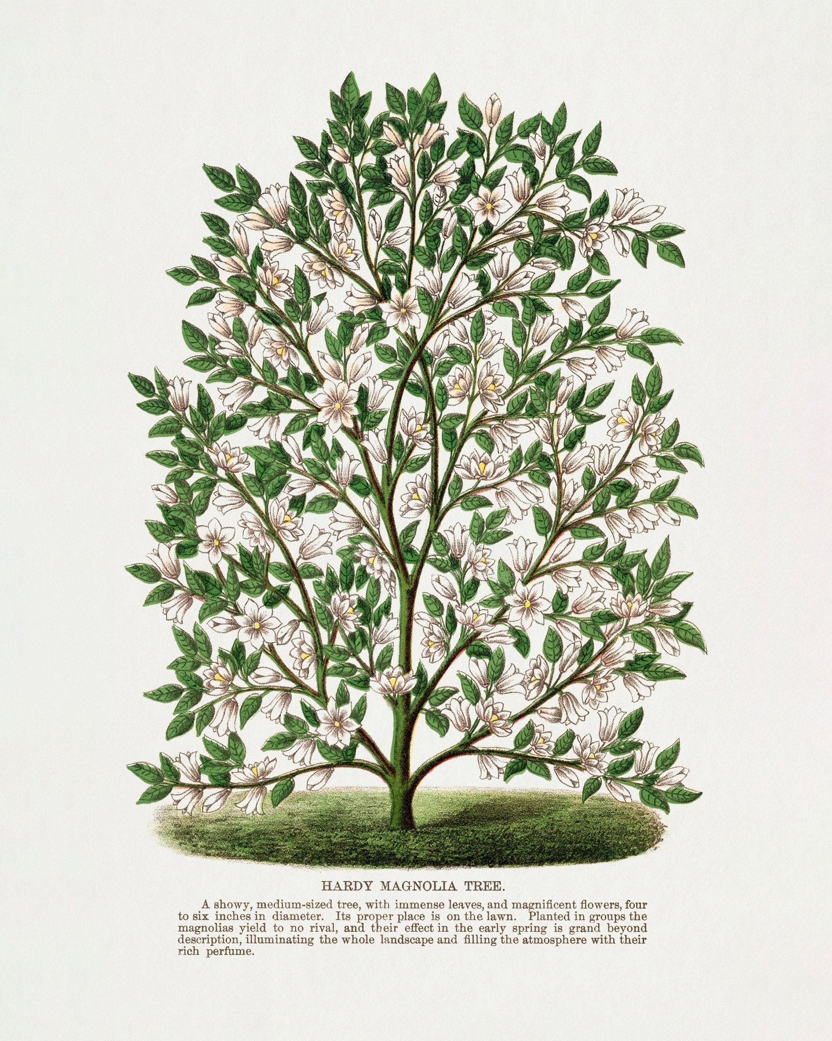 Vintage Magnolia Tree