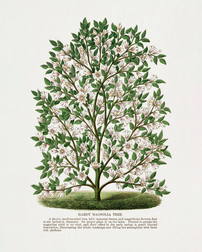 Vintage Magnolia Tree