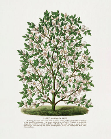 Vintage Magnolia Tree