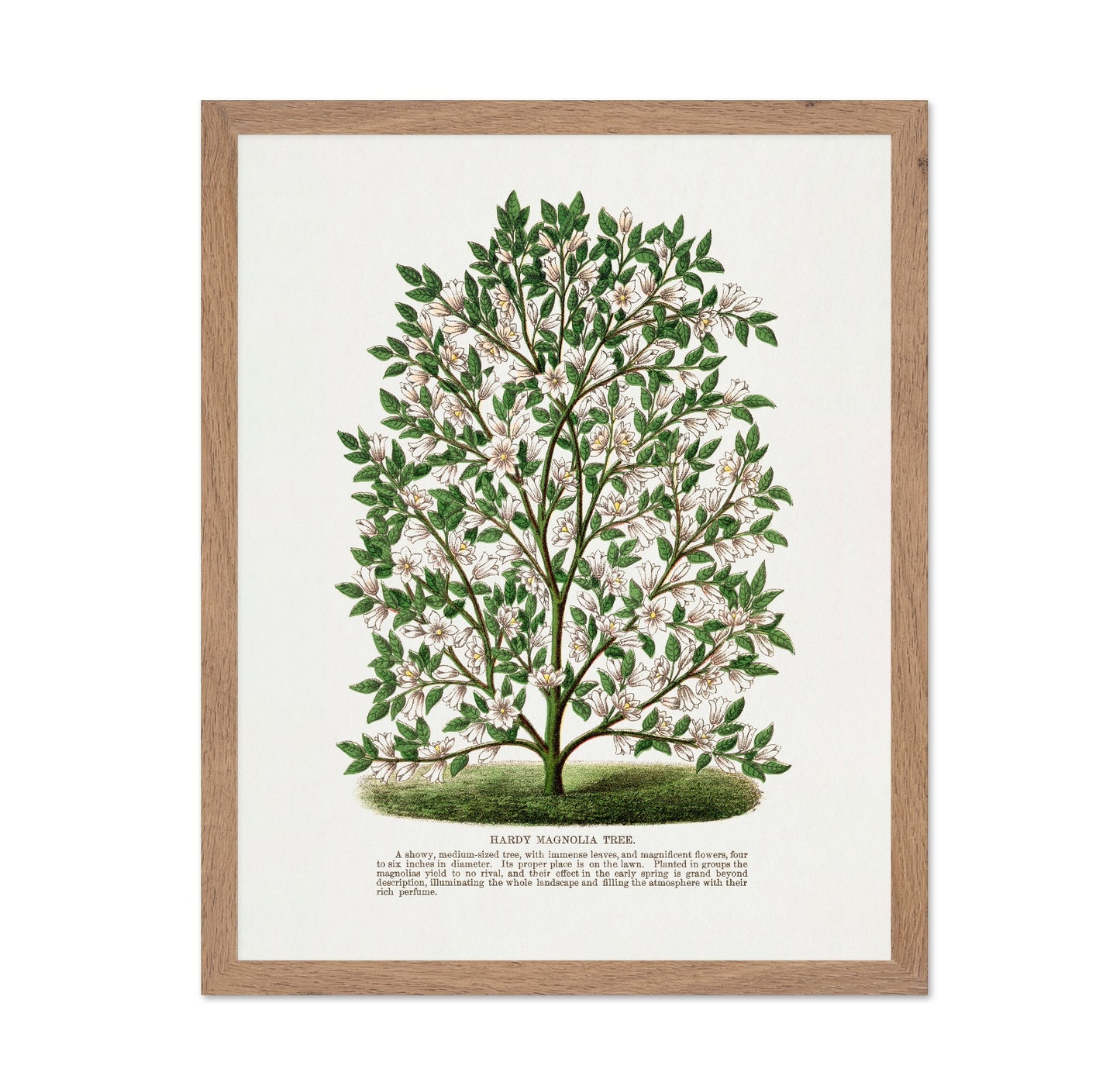 Vintage Magnolia Tree