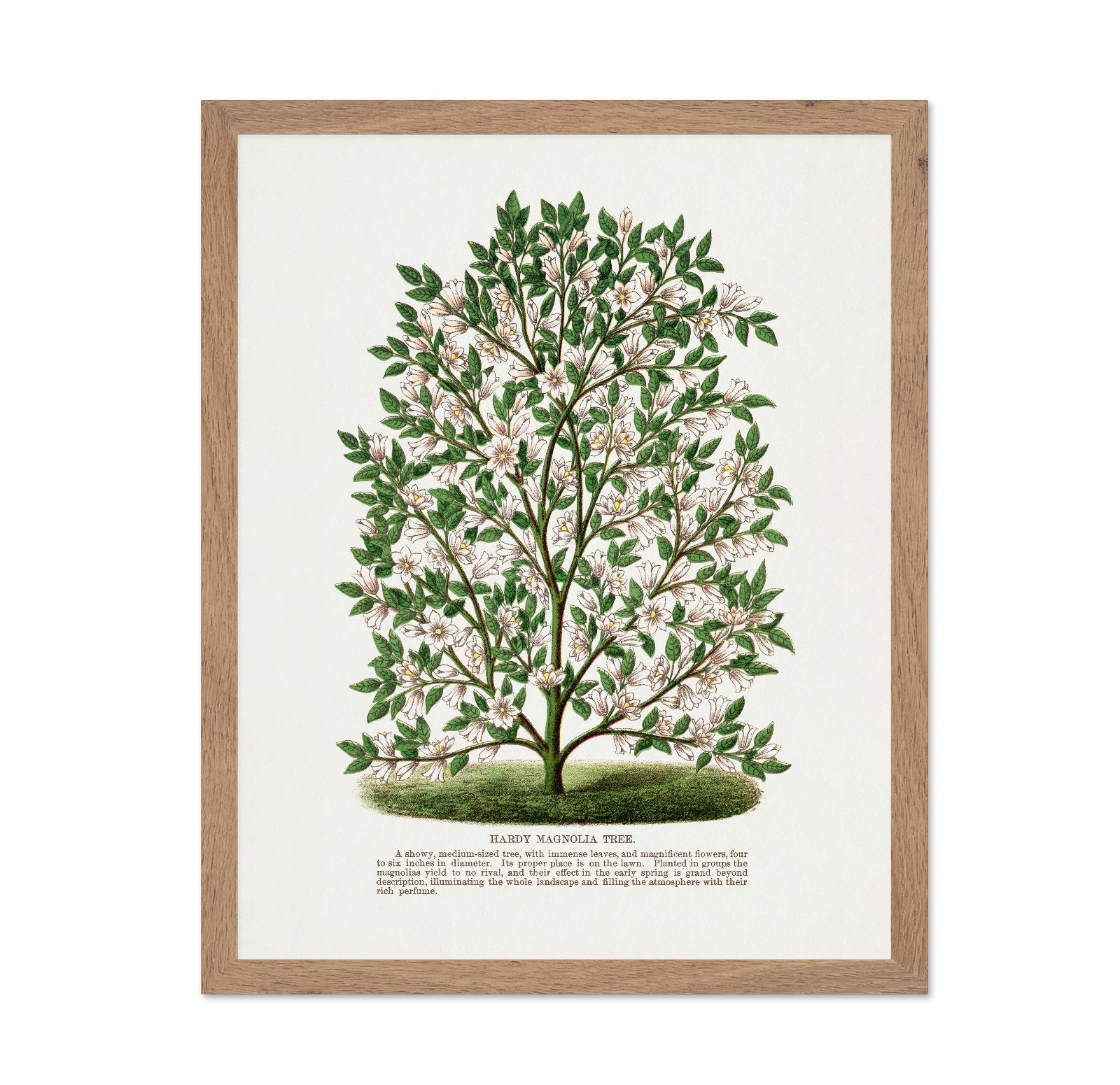 Vintage Magnolia Tree