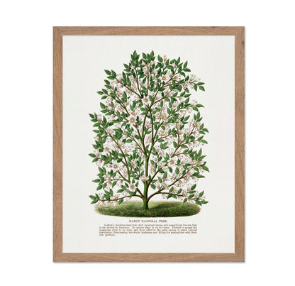 Vintage Magnolia Tree