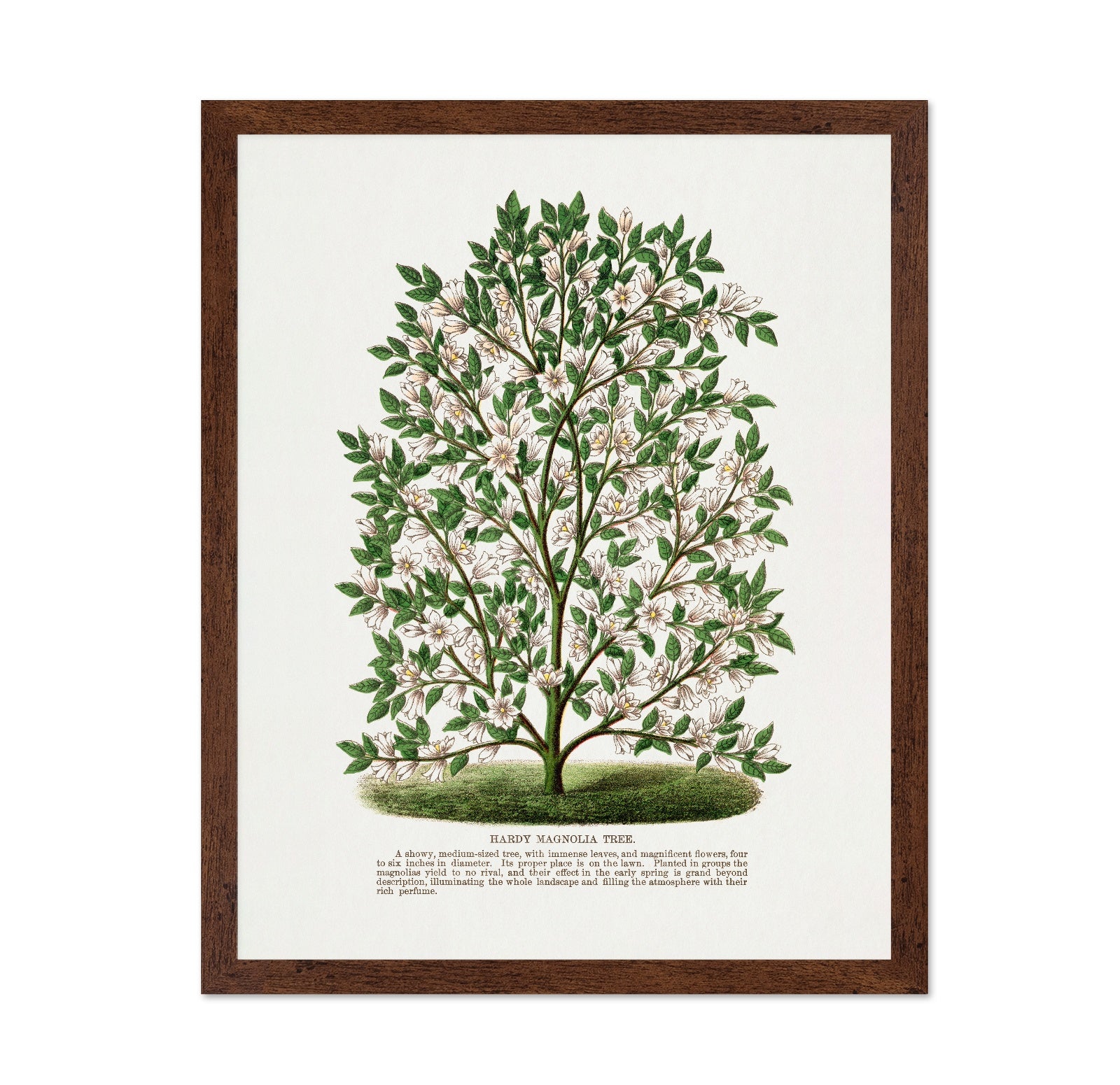 Vintage Magnolia Tree