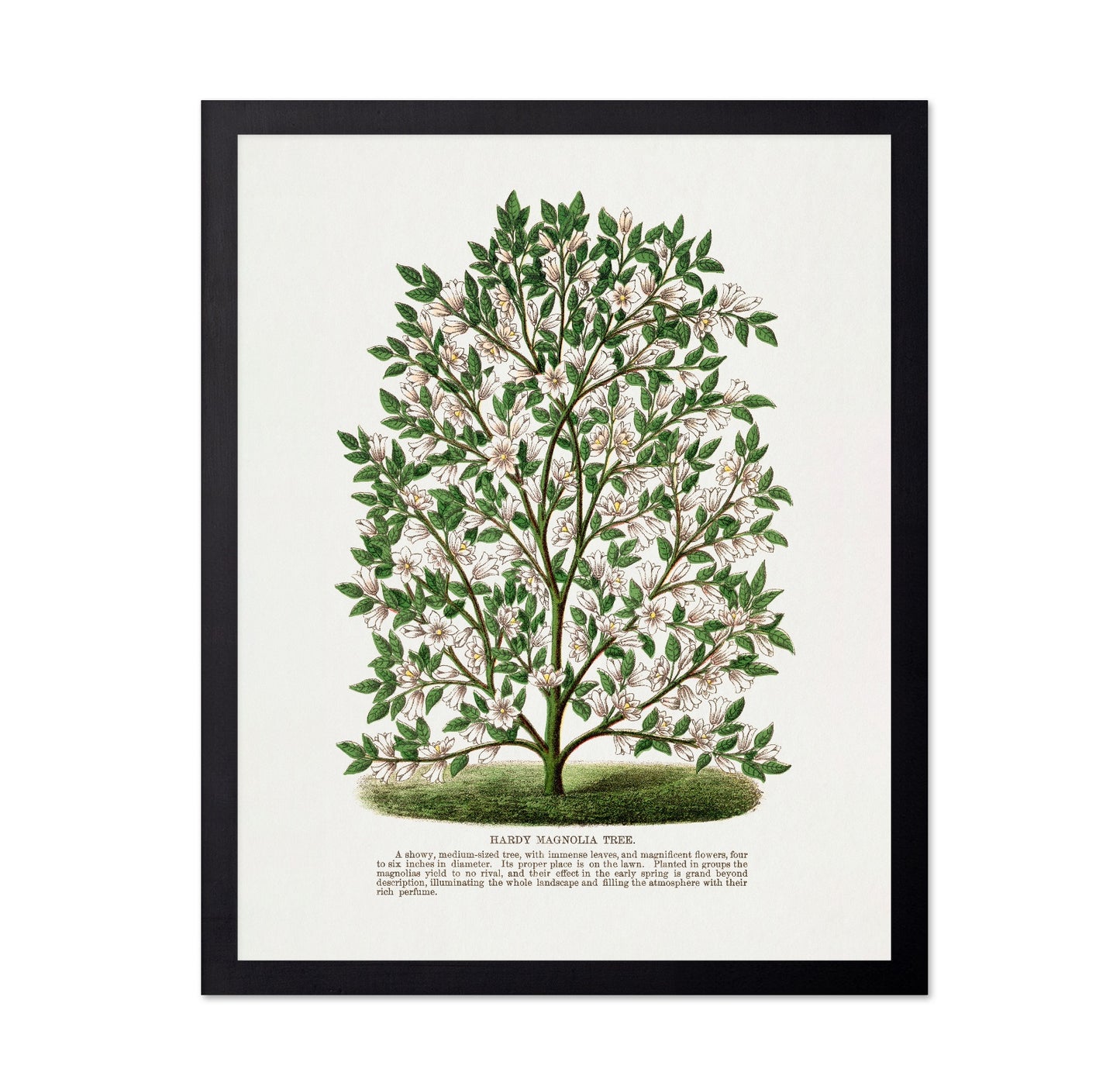 Vintage Magnolia Tree