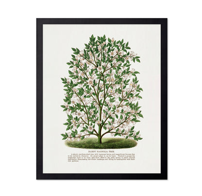 Vintage Magnolia Tree