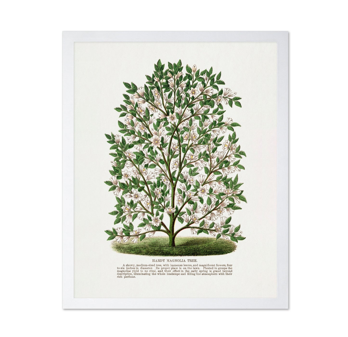 Vintage Magnolia Tree