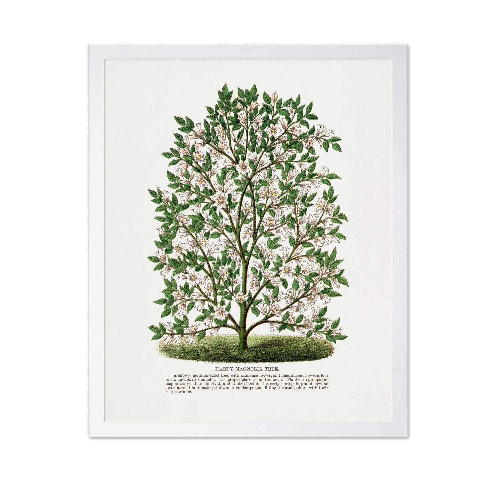 Vintage Magnolia Tree