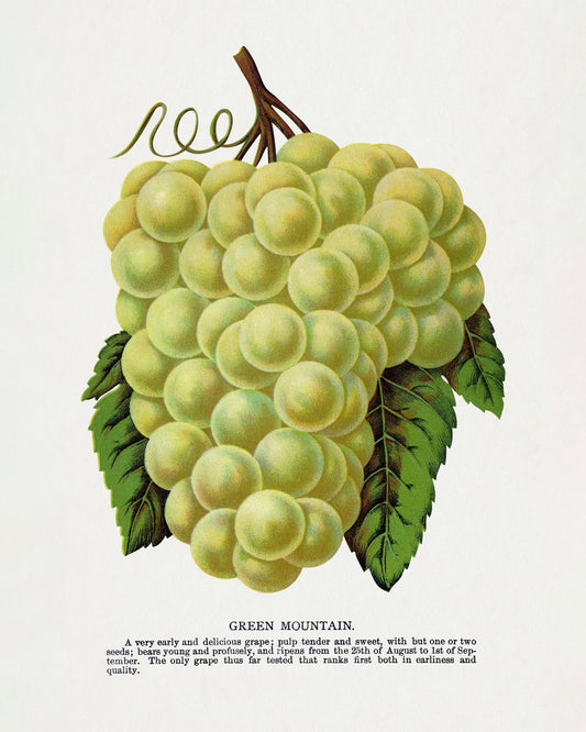 Vintage Green Grapes