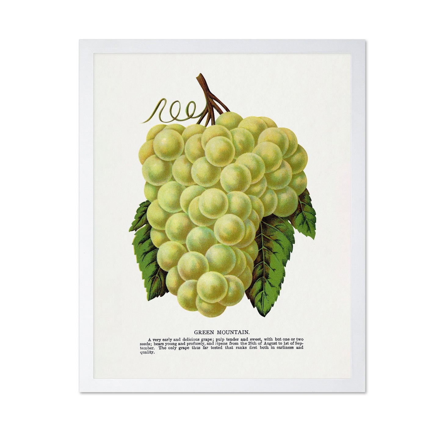 Vintage Green Grapes