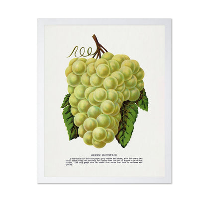 Vintage Green Grapes