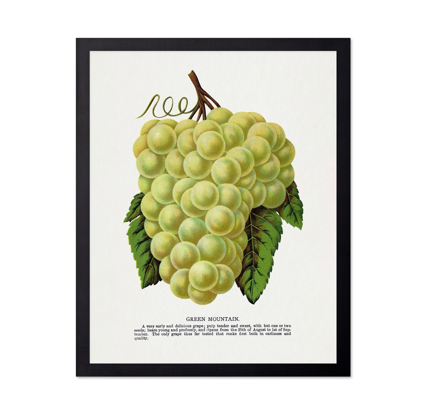 Vintage Green Grapes