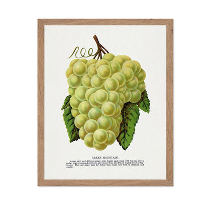 Vintage Green Grapes