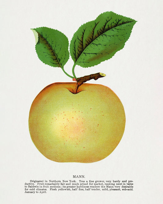Vintage Yellow Apple