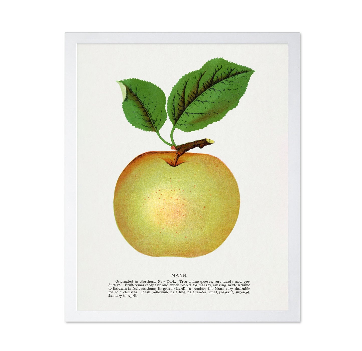 Vintage Yellow Apple