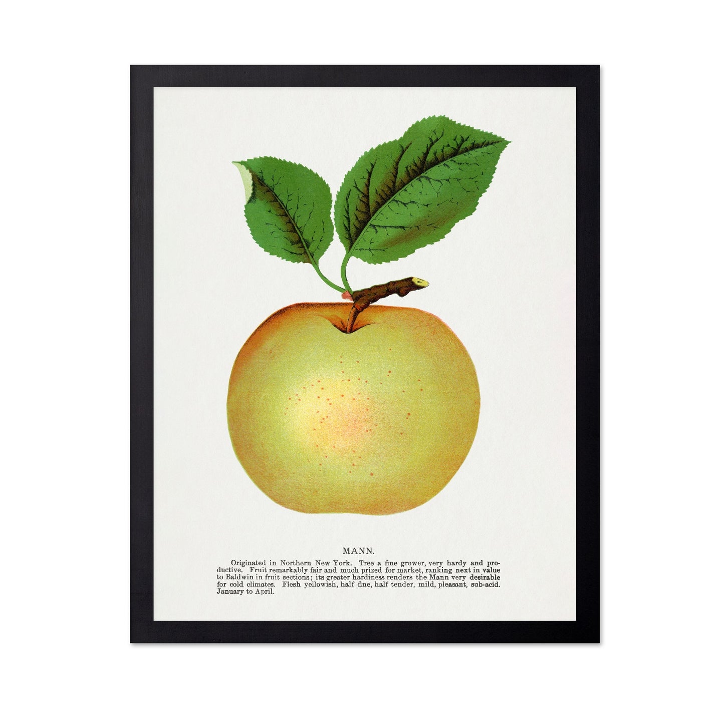 Vintage Yellow Apple