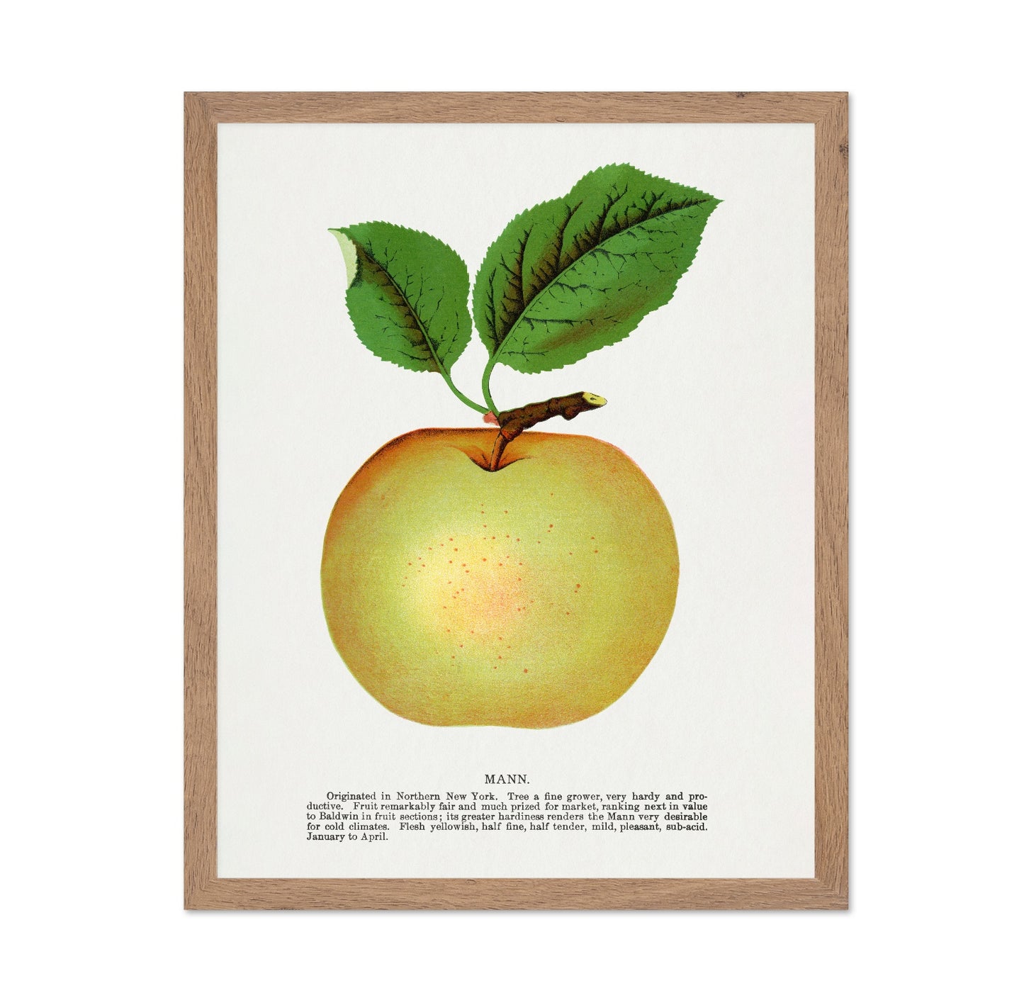 Vintage Yellow Apple