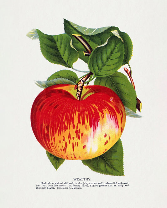 Vintage Red Apple
