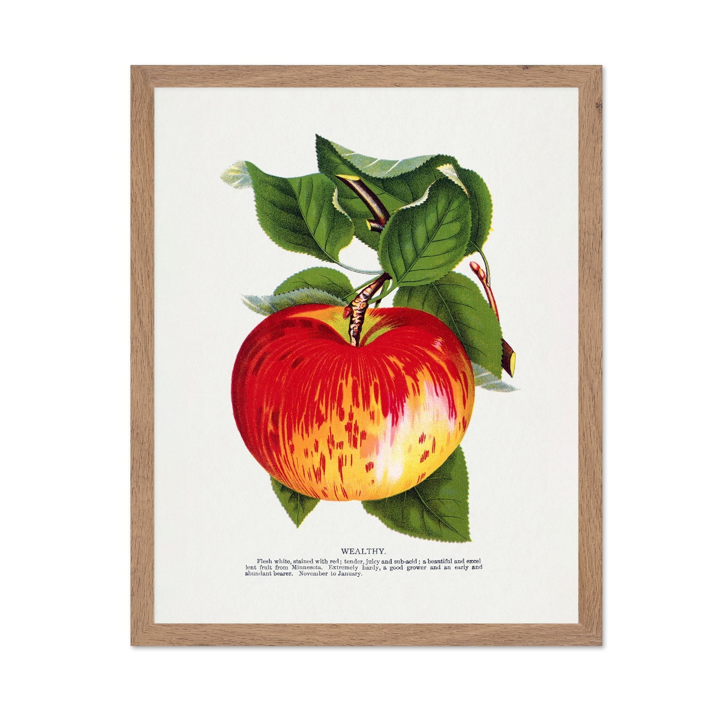 Vintage Red Apple