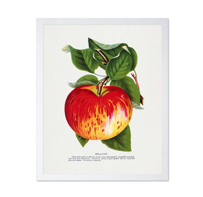 Vintage Red Apple