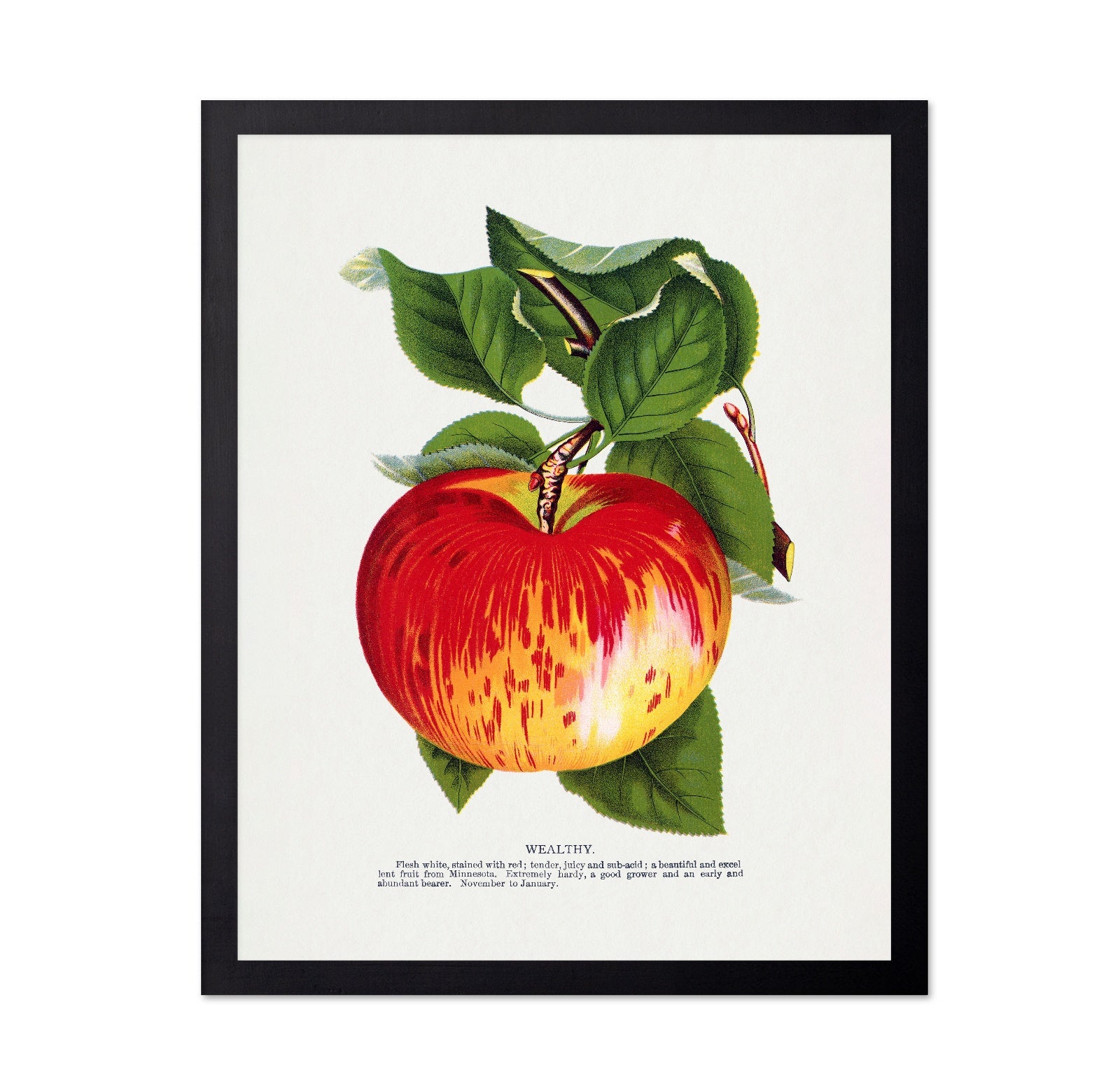 Vintage Red Apple