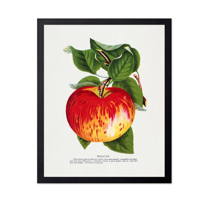 Vintage Red Apple