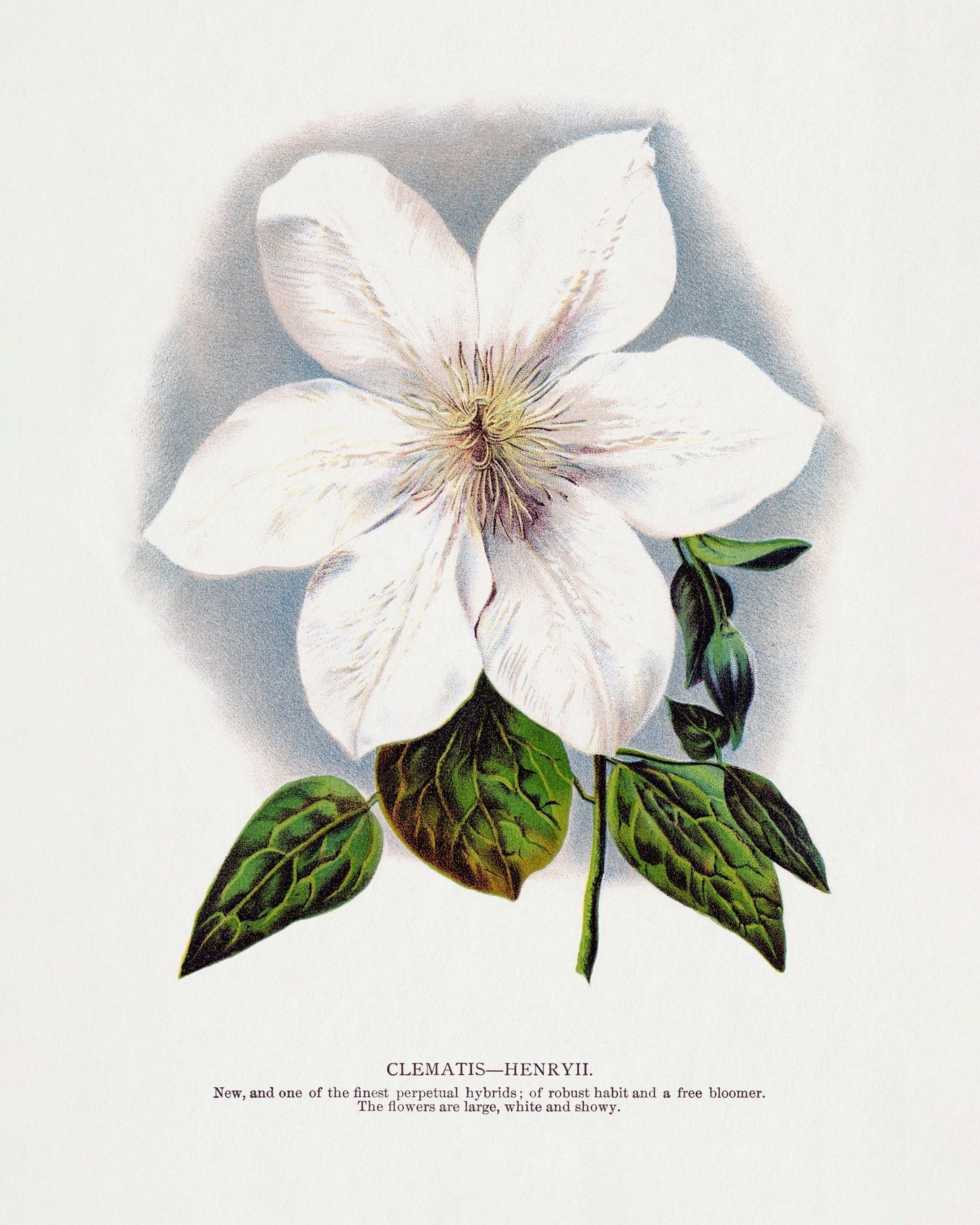 Vintage White Clematis