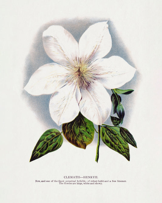 Vintage White Clematis