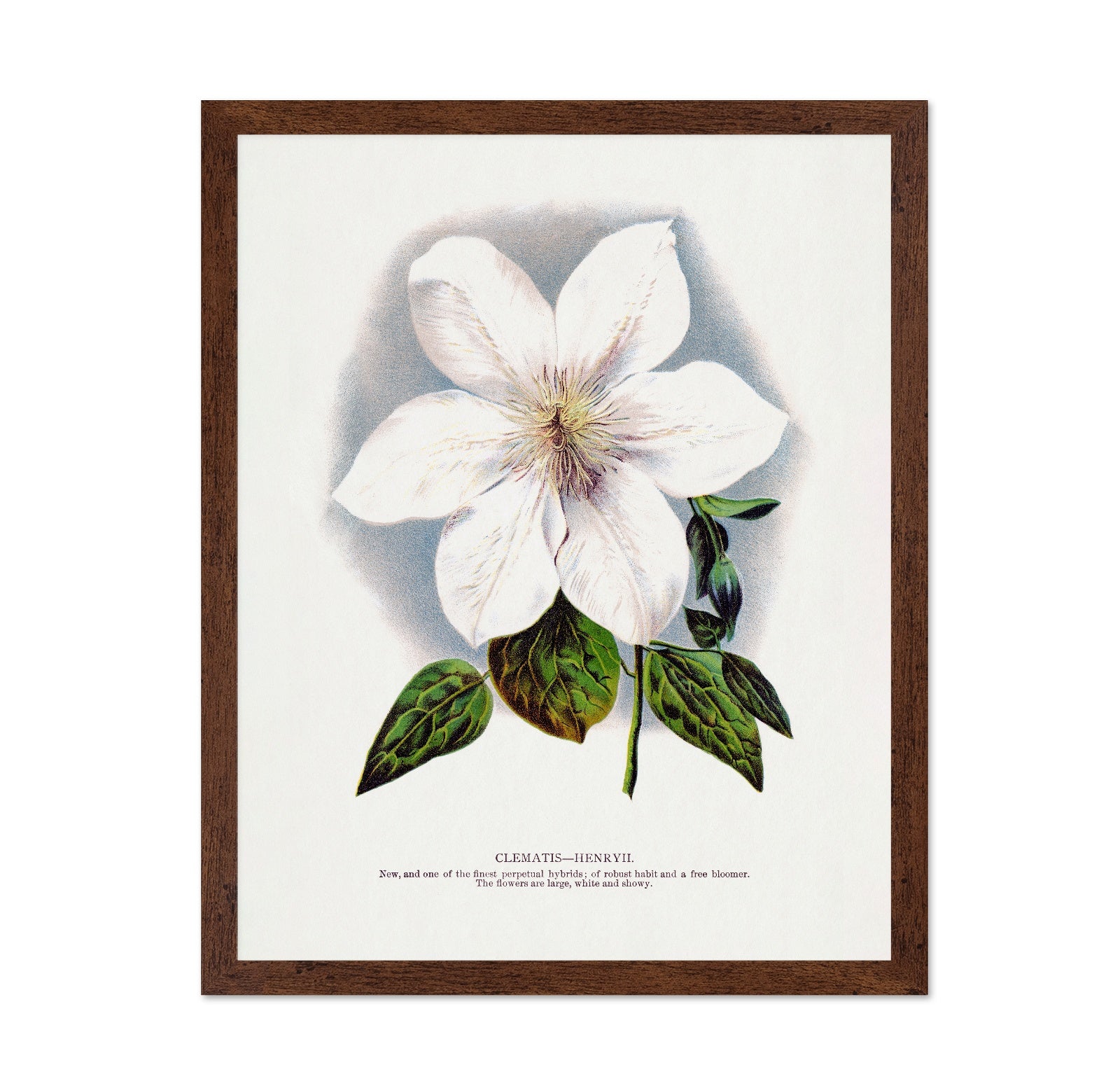 Vintage White Clematis