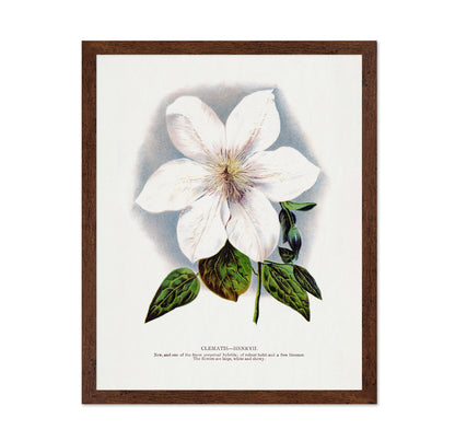 Vintage White Clematis