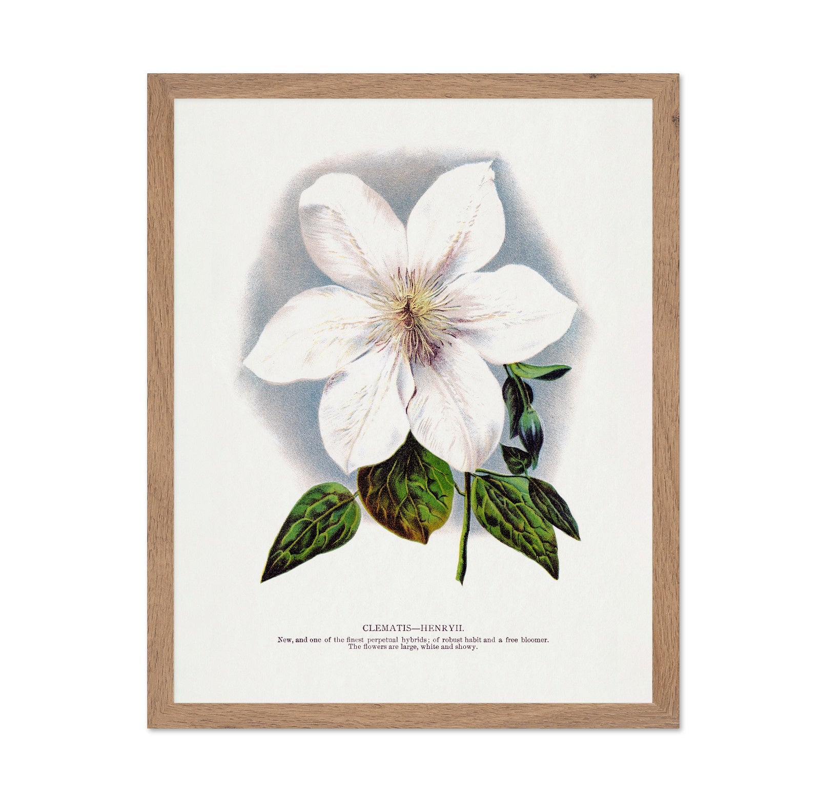 Vintage White Clematis
