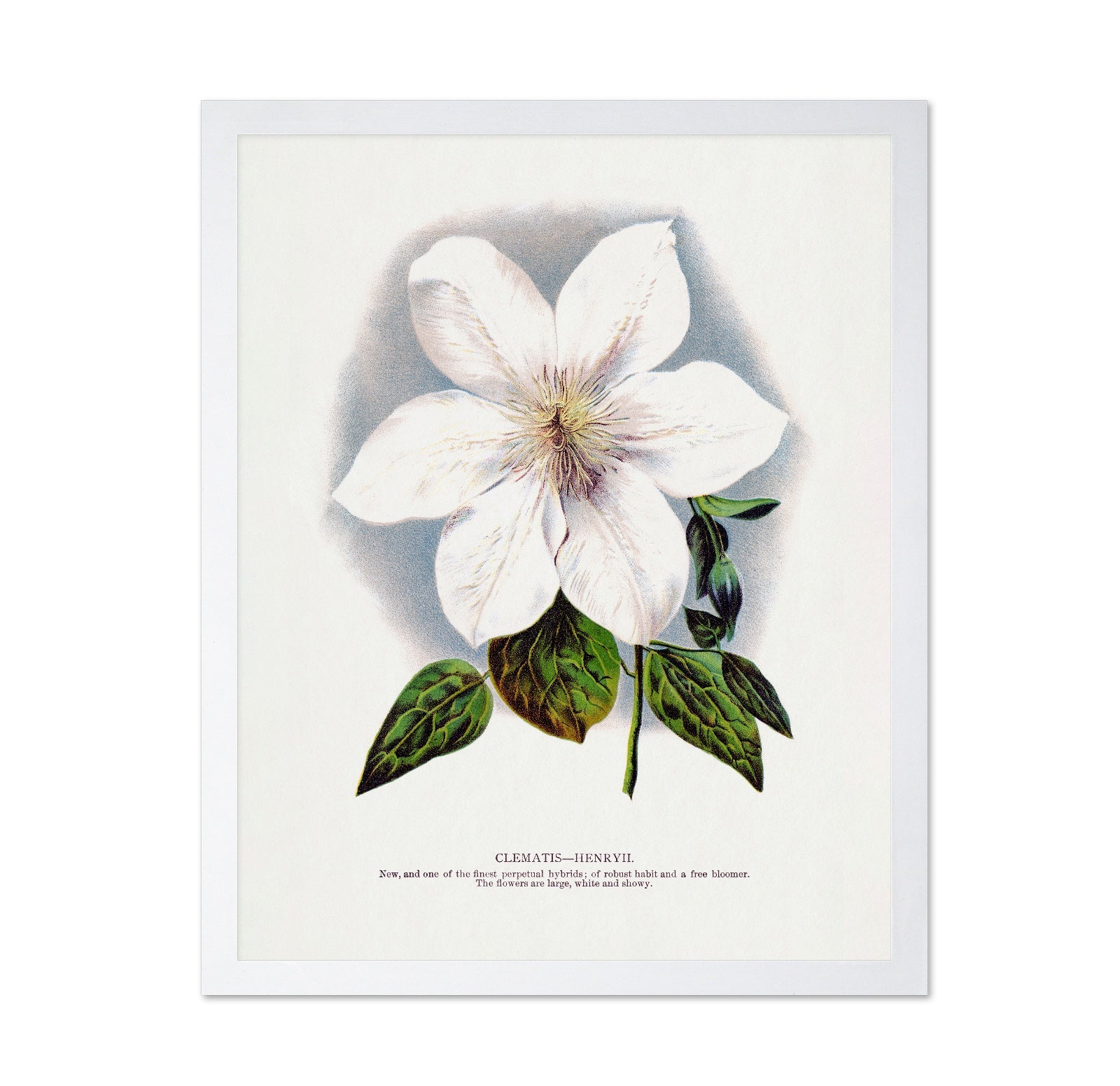 Vintage White Clematis