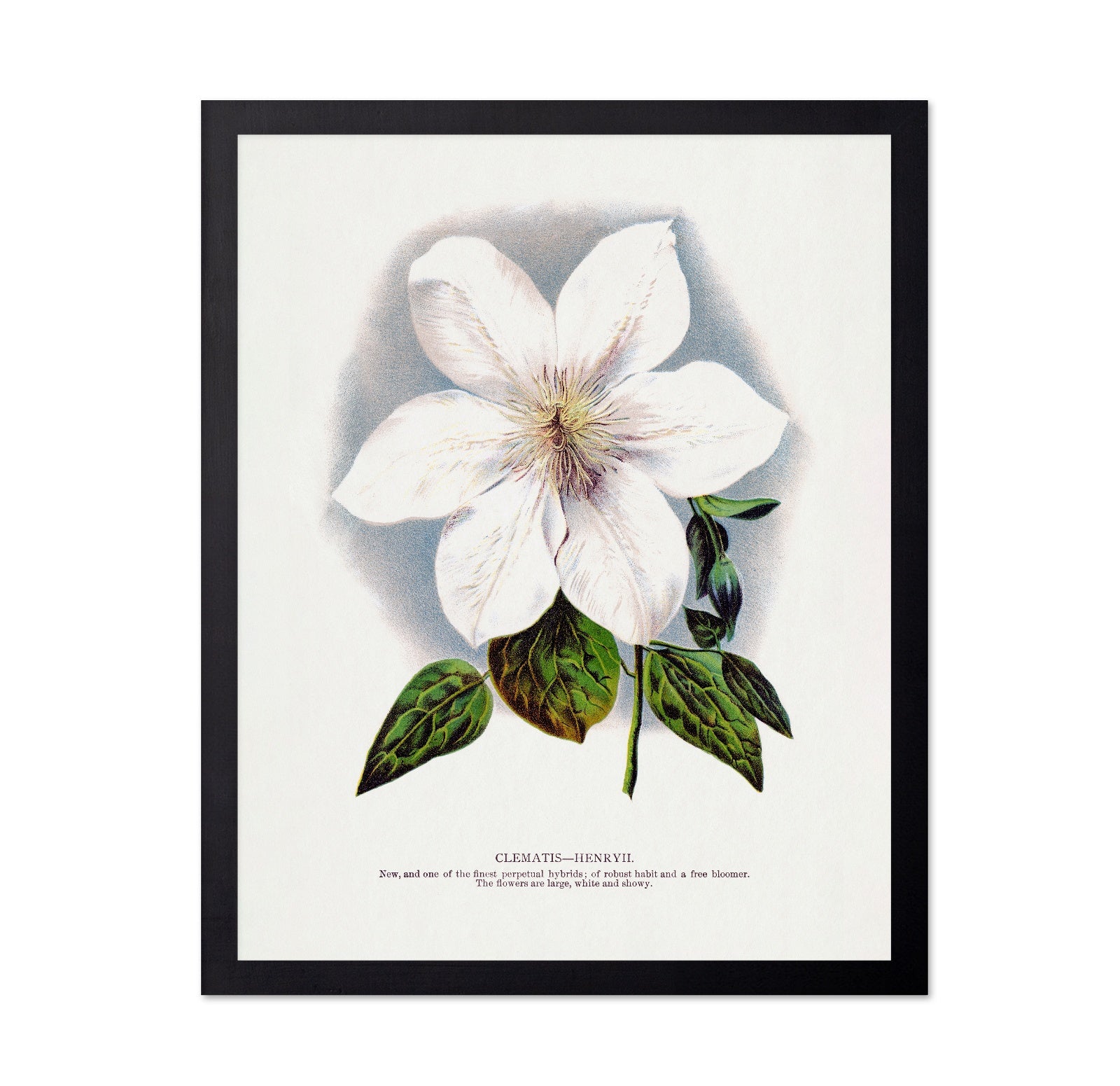 Vintage White Clematis