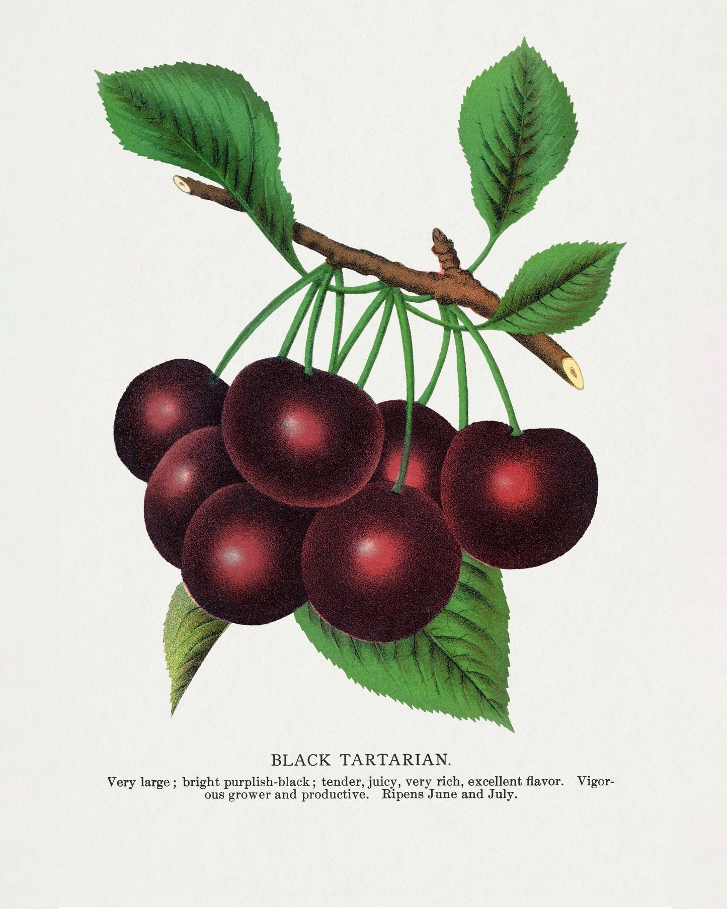 Vintage Cherry Cluster