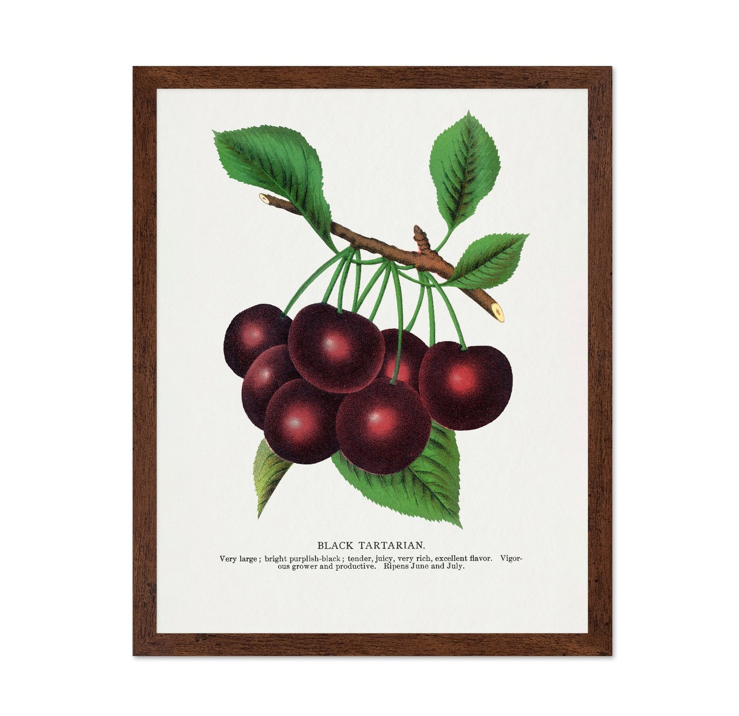 Vintage Cherry Cluster